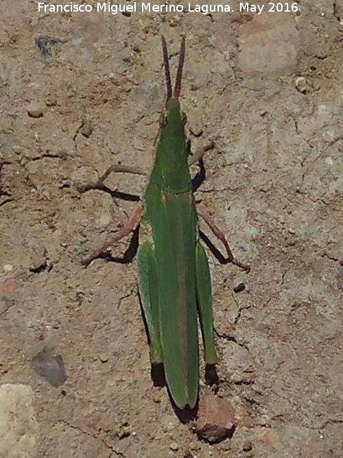 Saltamontes palo - Saltamontes palo. La Zarza - beda