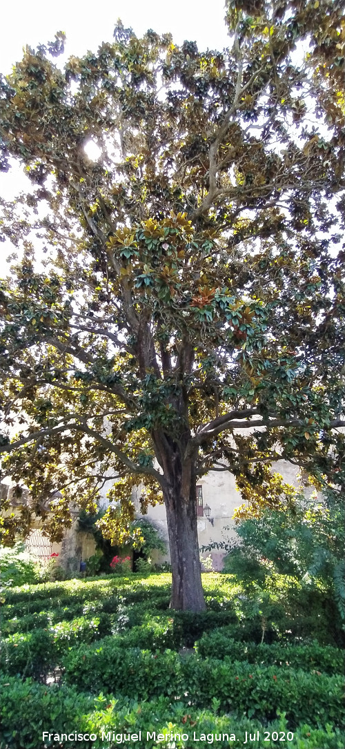 Magnolio - Magnolio. Magnolio. Castillo Palacio de los Ribera - Bornos
