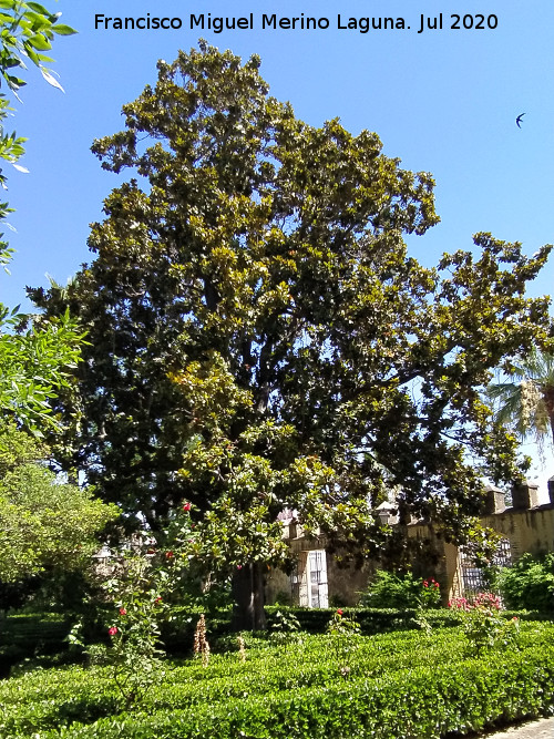 Magnolio - Magnolio. Magnolio de Bornos. Castillo Palacio de los Ribera - Bornos