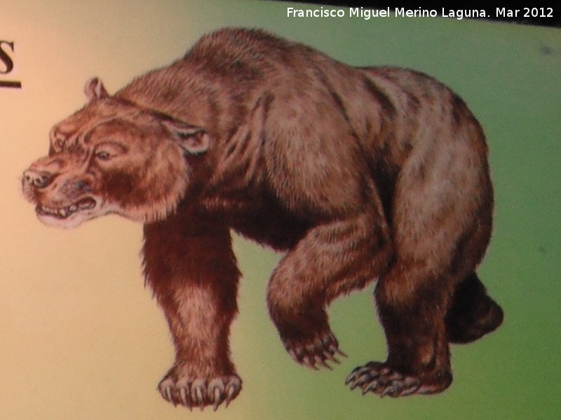 Oso de las cavernas - Oso de las cavernas. 