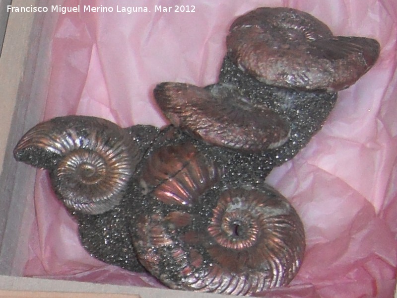 Ammonites Quenstedtoceras - Ammonites Quenstedtoceras. Saratov - Rusia