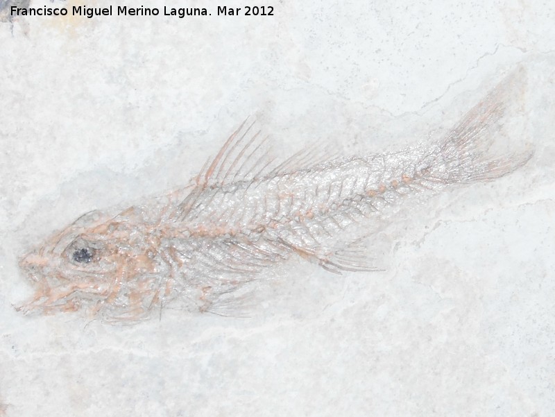 Pez Dapalis - Pez Dapalis. Coleccin de Manuel Caada Blasco. Torredonjimeno