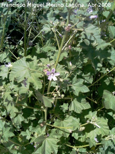 Malva - Malva. Mengibar