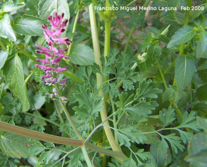 Fumaria muralis - Fumaria muralis. Navas de San Juan