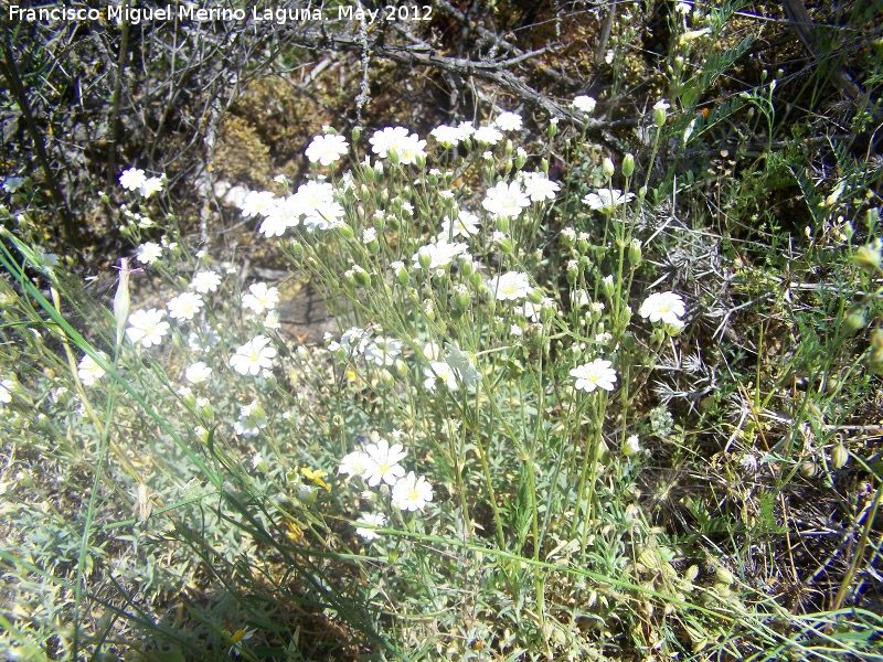 Cerastio - Cerastio. Tajo de las Palomas - Mocln