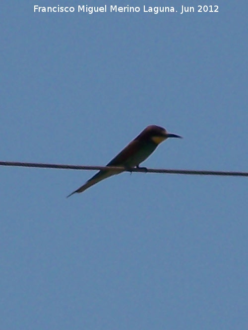 Pjaro Abejarruco - Pjaro Abejarruco. Castellar de la Frontera