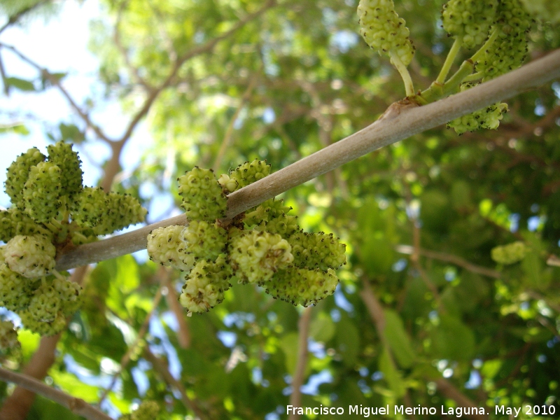 Morera blanca - Morera blanca. Moras Jan