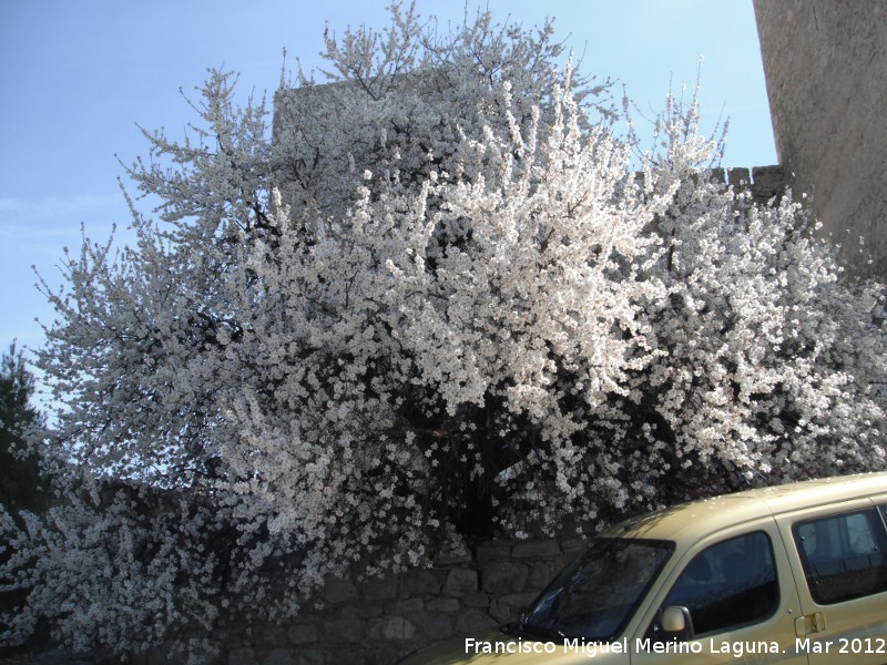 Almendro - Almendro. Jan