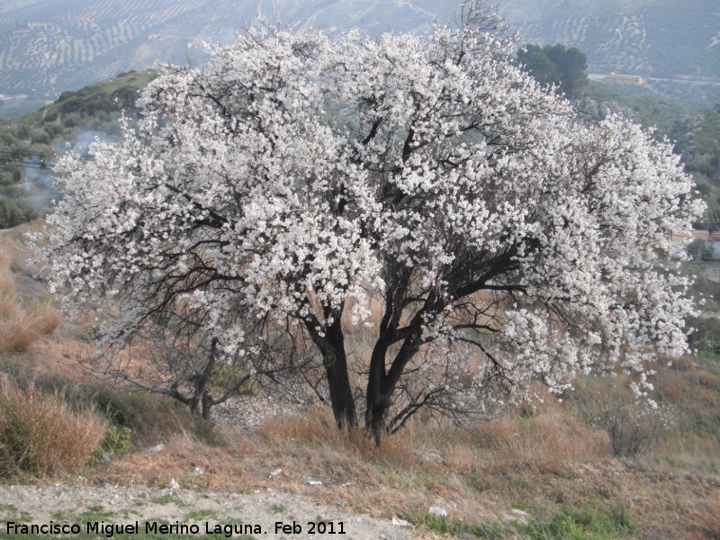 Almendro - Almendro. La Guardia