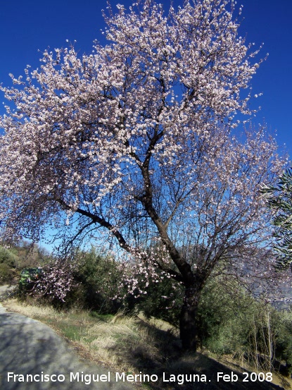 Almendro - Almendro. Los Villares