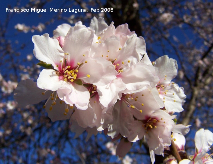 Almendro - Almendro. Los Villares