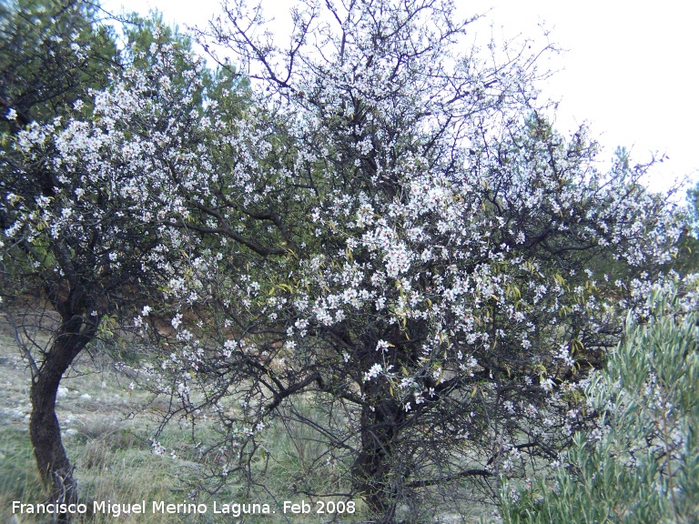 Almendro - Almendro. Jan