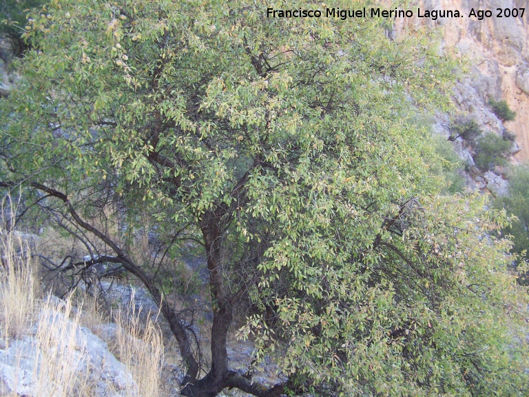 Almendro - Almendro. Los Villares