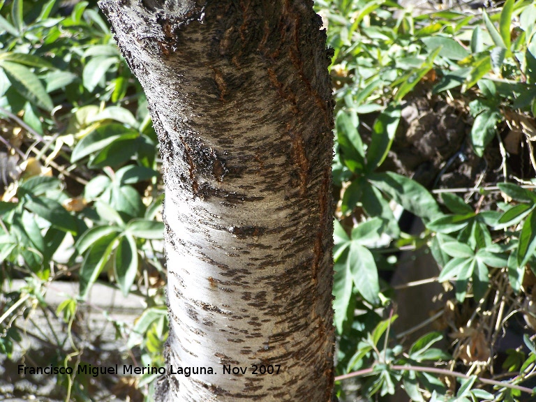 Almendro - Almendro. Crdoba