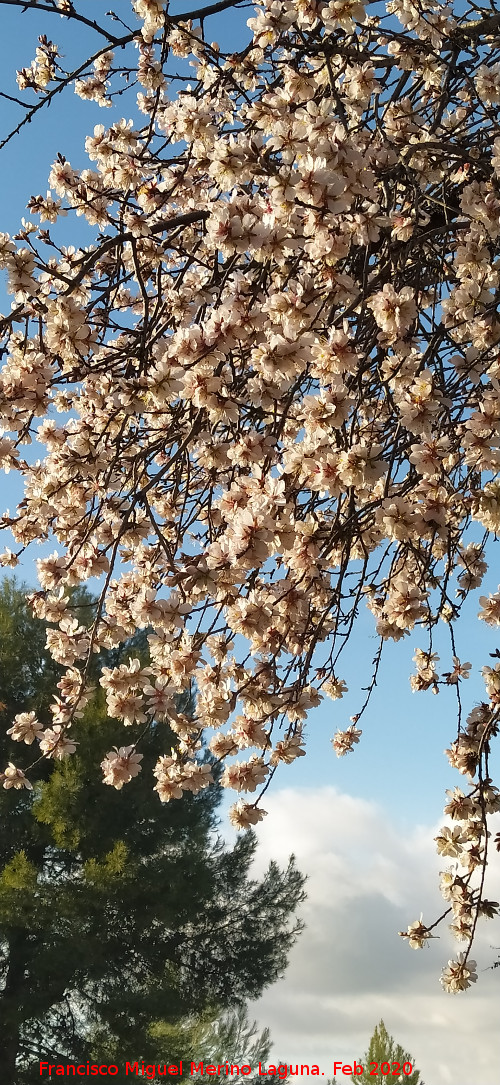 Almendro - Almendro. Almendro en flor. Rus