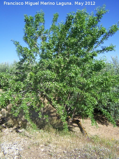 Almendro - Almendro. Tajos de San Marcos - Alcal la Real