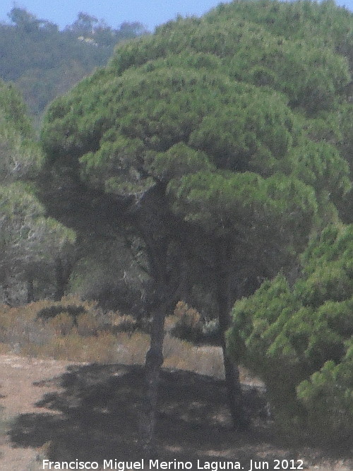 Pino resinero - Pino resinero. Sierra de la Plata - Tarifa