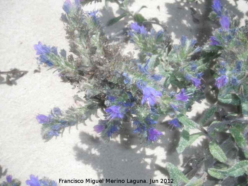 Viborera martima - Viborera martima. Duna de Bolonia - Tarifa