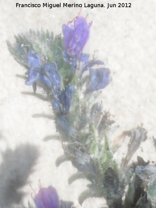 Viborera martima - Viborera martima. Duna de Bolonia - Tarifa