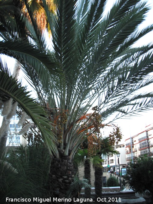 Palma de la jalea - Palma de la jalea. Nerja