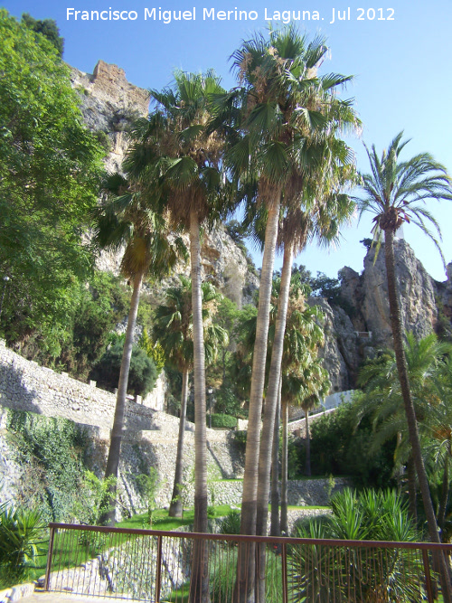 Palmera Excelsa - Palmera Excelsa. Guadalest