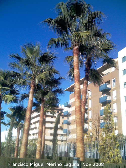 Palmera Excelsa - Palmera Excelsa. Jan