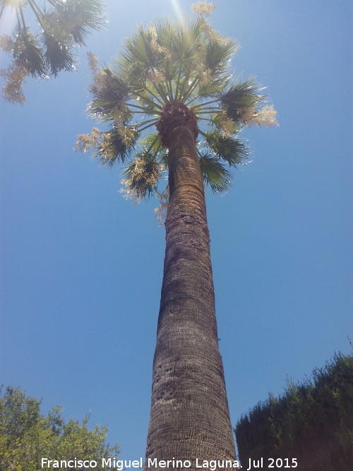 Palmera Excelsa - Palmera Excelsa. La Granja - Jan