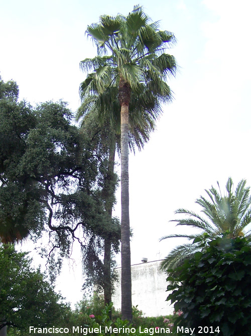 Palmera Excelsa - Palmera Excelsa. Palacio de Viana - Crdoba