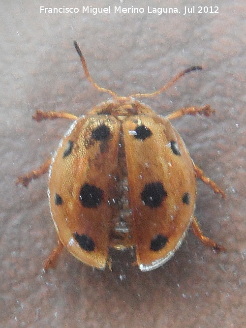 Mariquita blanca - Mariquita blanca. 