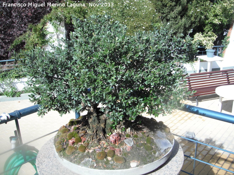 Olivo - Olivo. Bonsai de olivo. Torredelcampo