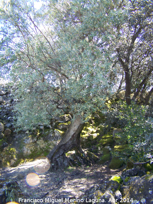 Olivo - Olivo. Barranco del Lobo - beda