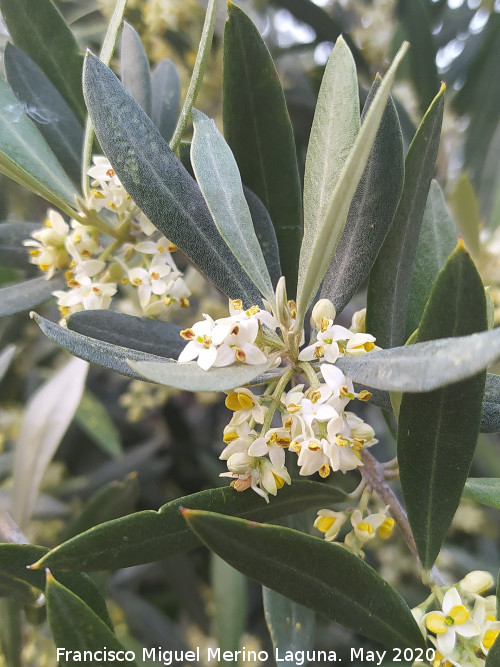 Olivo - Olivo. Flores. Cerro Toledo - Los Villares