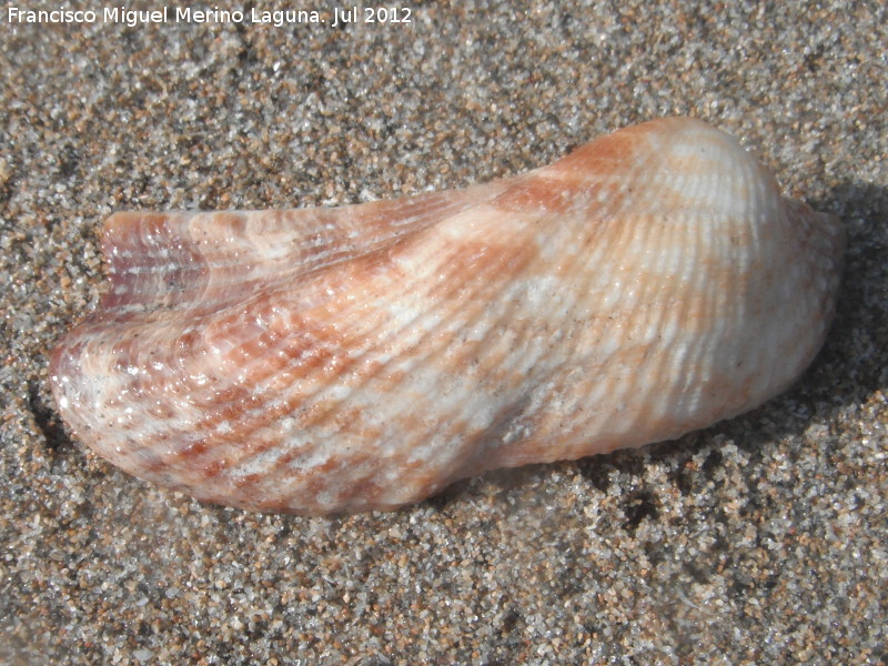 Almeja Arca - Almeja Arca. Playa del Pinet - Santa Pola