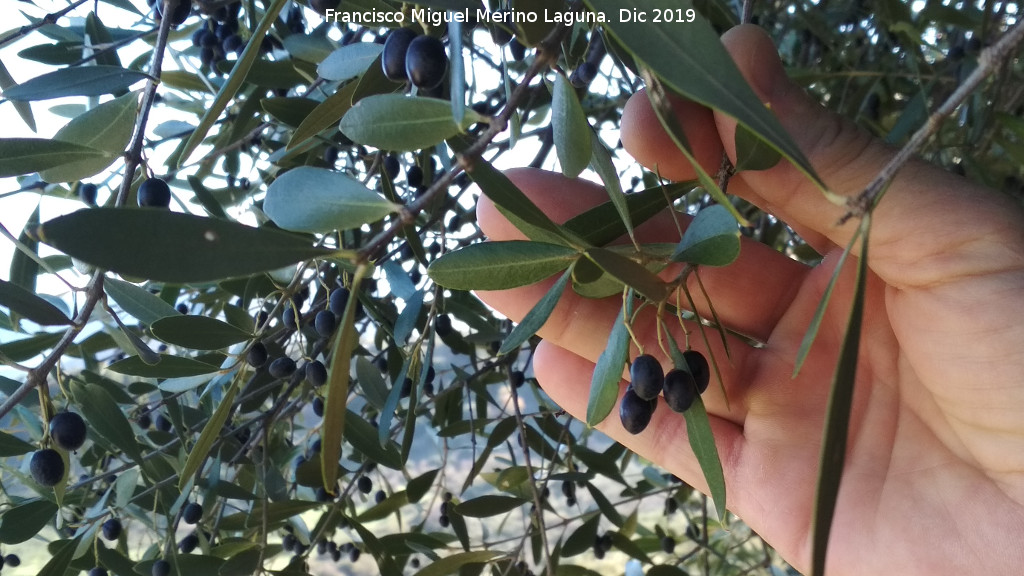 Acebuche - Acebuche. Abrigo del Almendro - Ja�n