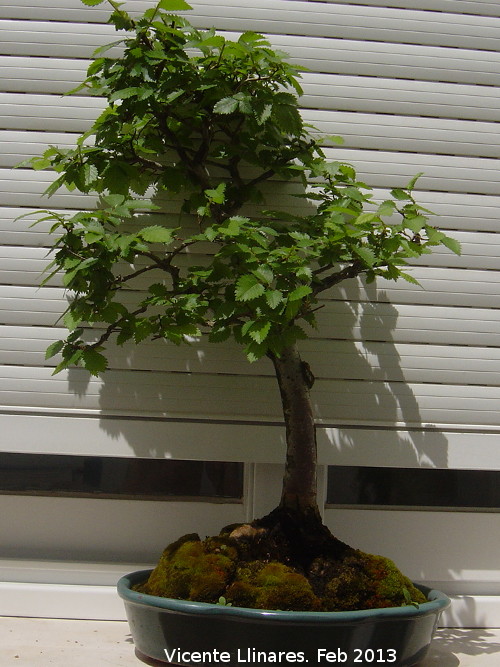 Olmo - Olmo. Bonsai Torredelcampo