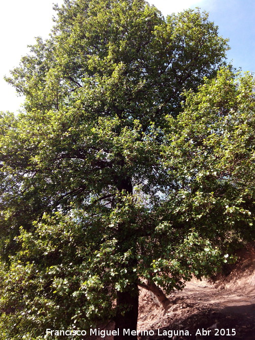 Olmo - Olmo. Arroyo del Santo - Santa Elena