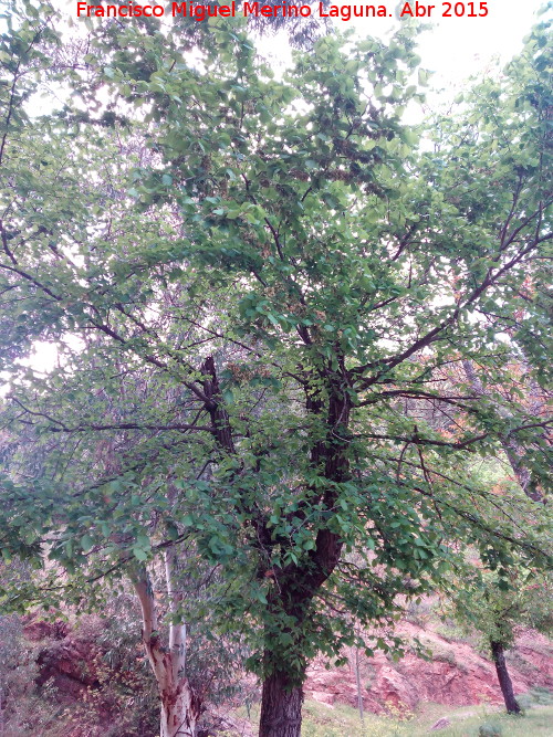 Olmo - Olmo. Barranco de la Niebla - Santa Elena