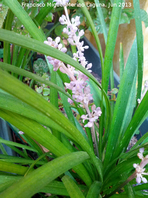 Ophiopogon japonicus - Ophiopogon japonicus. Capullos