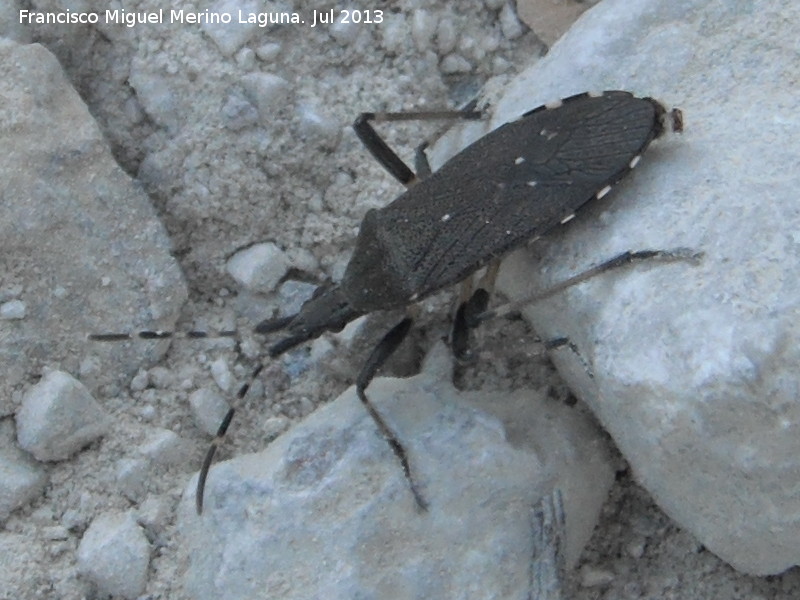 Chinche Ceraleptus - Chinche Ceraleptus. Cerro Cerrajn - Los Villares