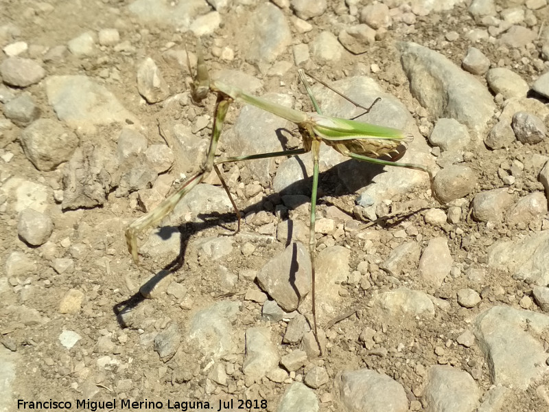 Mantis palo - Mantis palo. Barranco de la Manailla - Jan