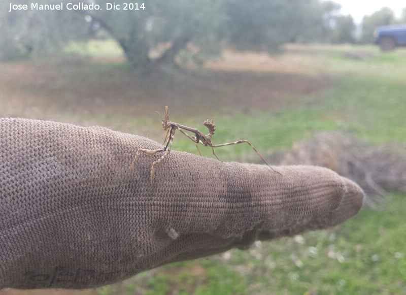 Mantis enana europea - Mantis enana europea. Navas de San Juan