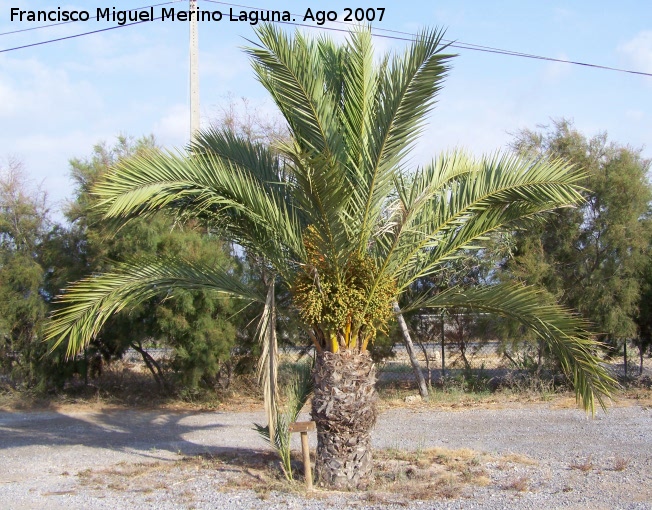 Palmera datilera - Palmera datilera. Santa Pola