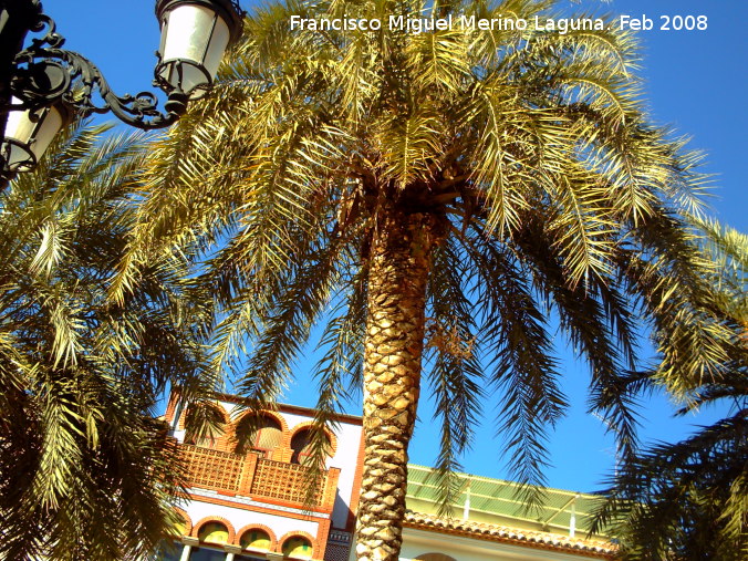 Palmera datilera - Palmera datilera. Navas de San Juan