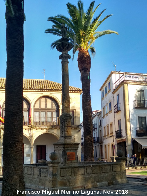 Palmera datilera - Palmera datilera. Baeza