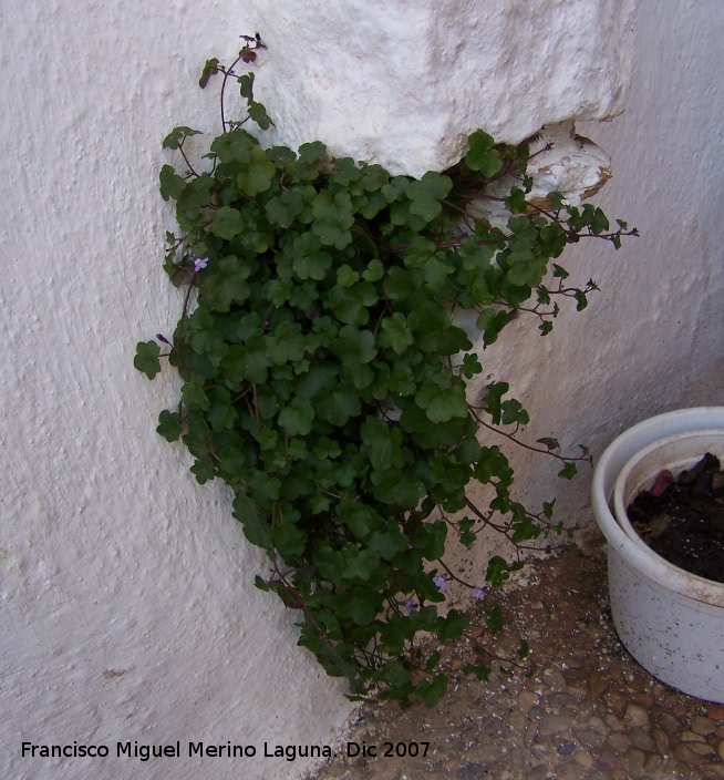 Palomilla de muro - Palomilla de muro. Navas de San Juan