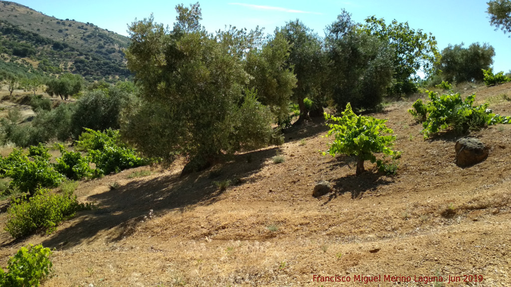 Parra - Parra. Vides entre olivos. Las Nogueruelas - Frailes