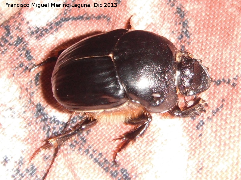 Escarabajo estercolero zumbador - Escarabajo estercolero zumbador. Navas de San Juan