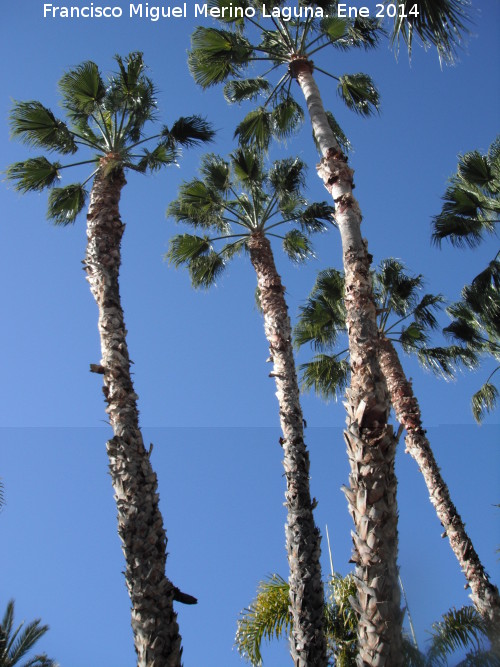 Palmera de California - Palmera de California. Almucar