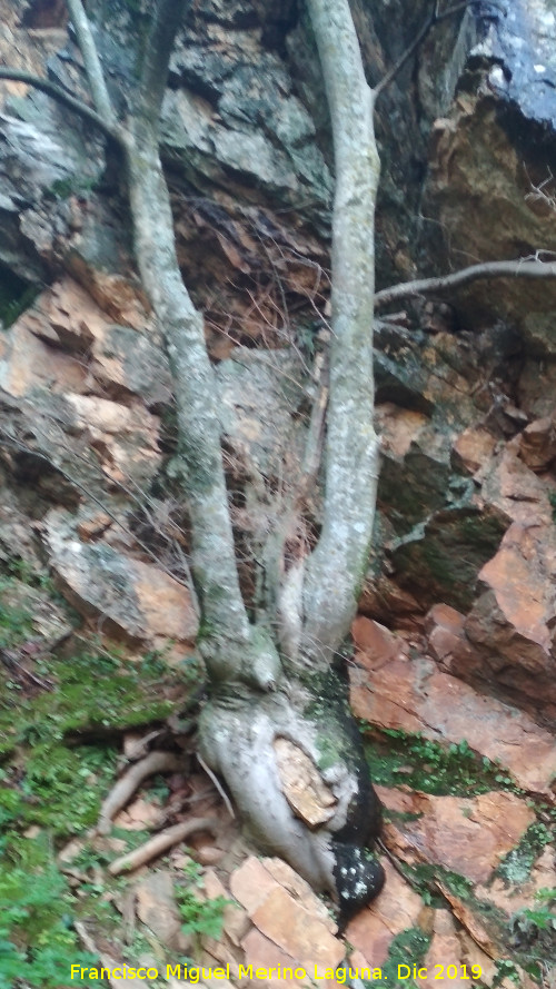 Almez - Almez. Cascada de la Cimbarra - Aldeaquemada