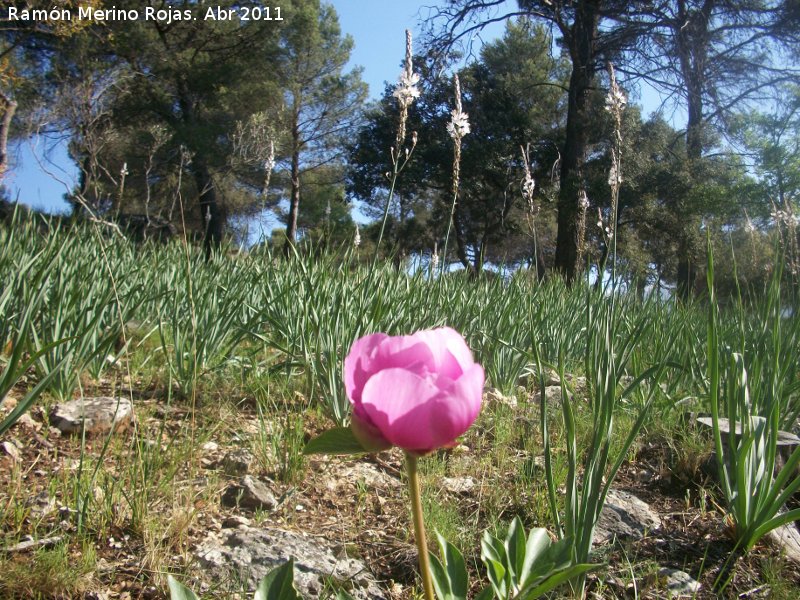 Peona - Peona. Cerro Montaes - Jan